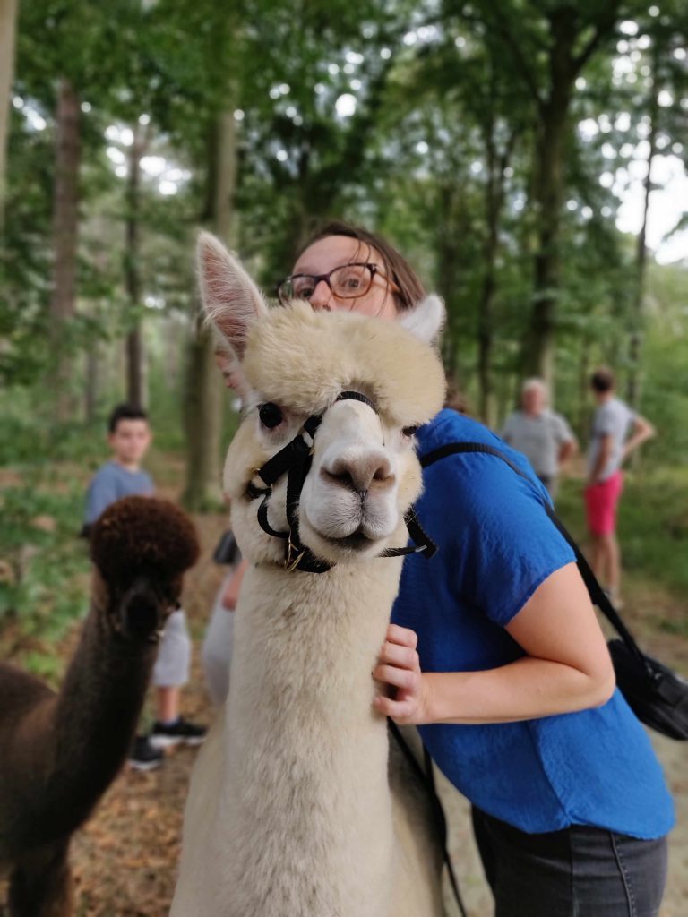 alpaca wandeling @ Sunset Alpaca