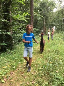 alpaca wandeling @ Sunset Alpaca